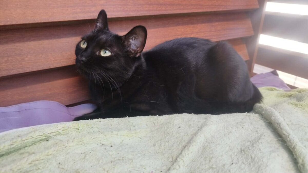 Adoption Arwen