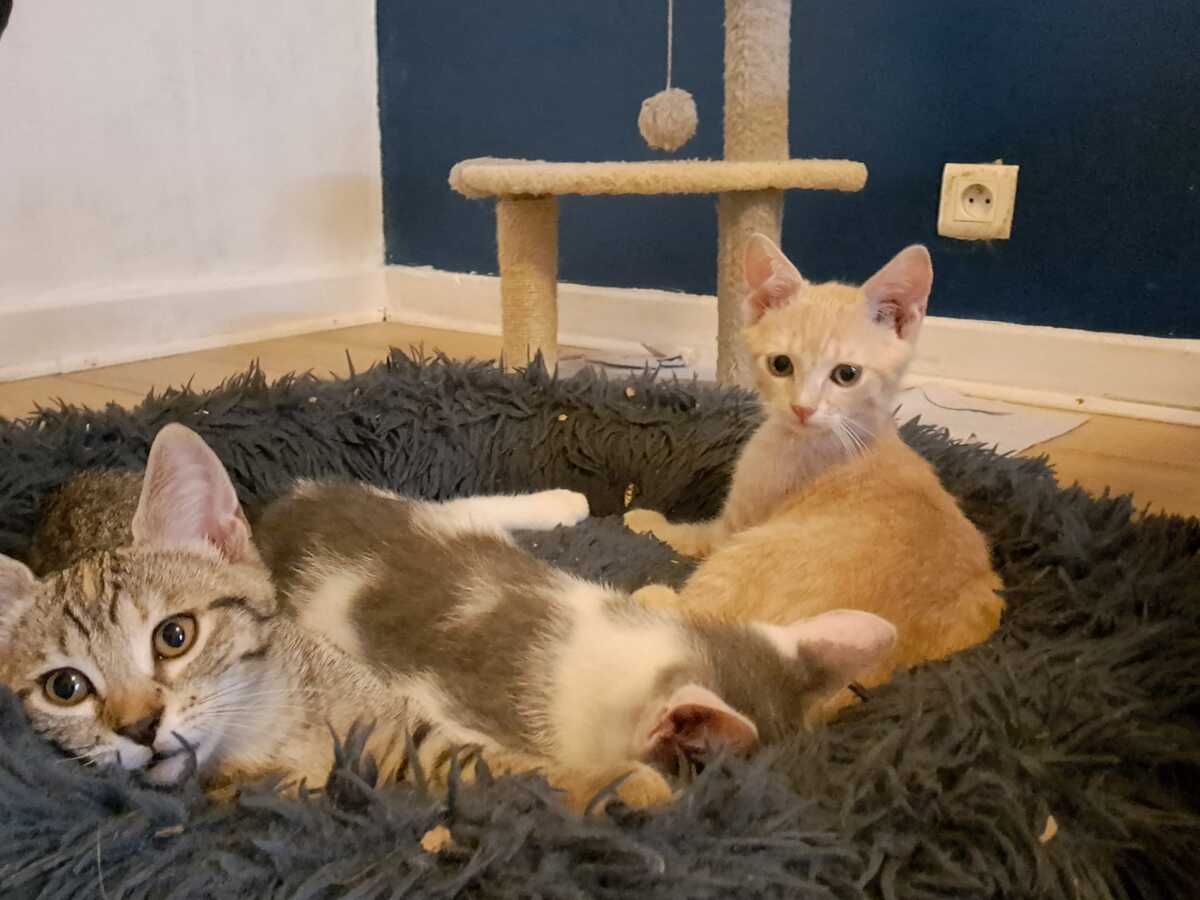 Adoption Emi