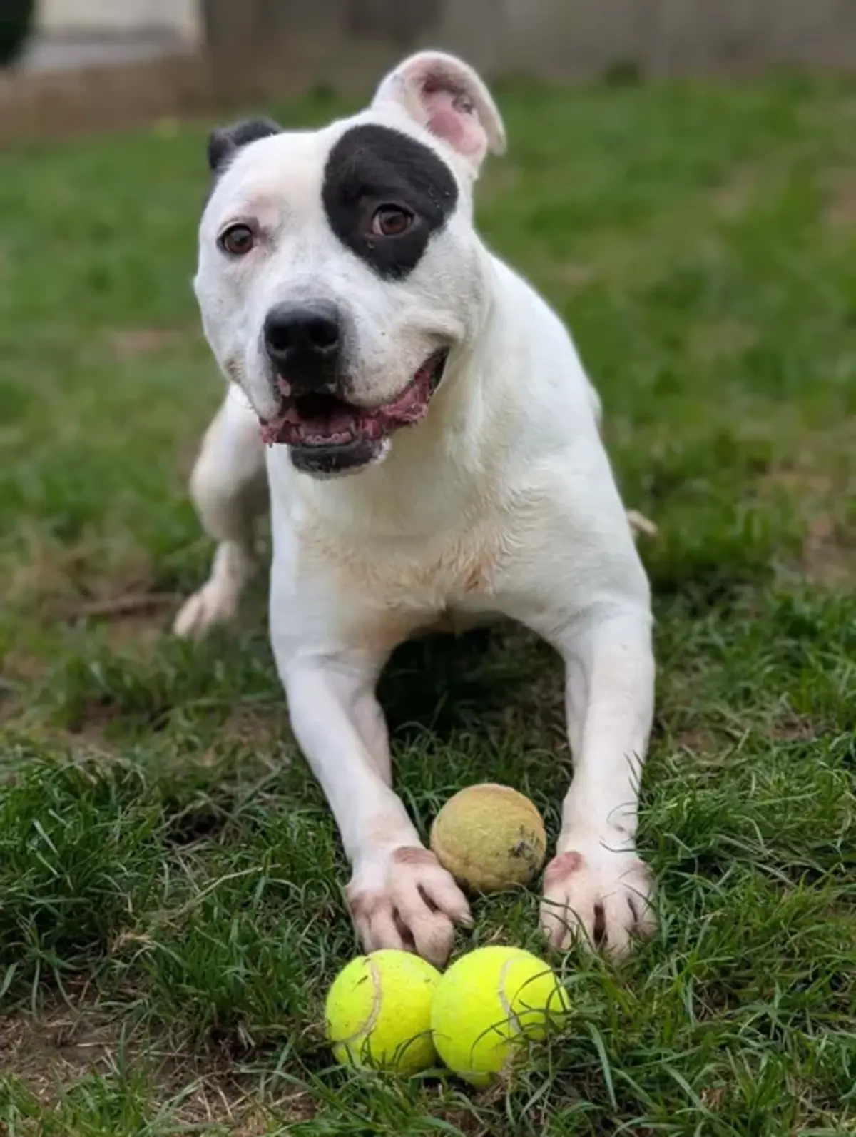 Adoption Godzilla