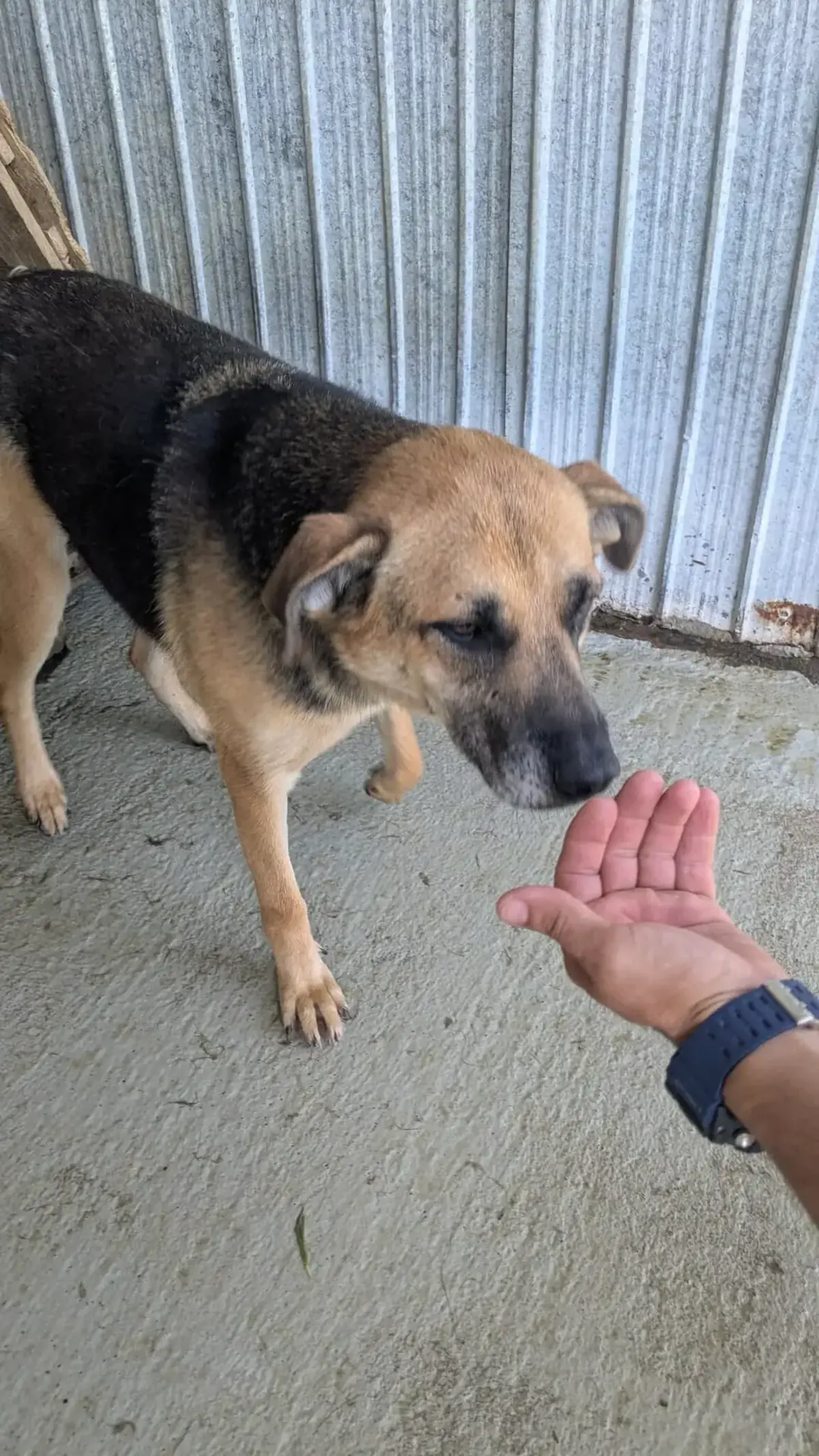 Adoption Paprika