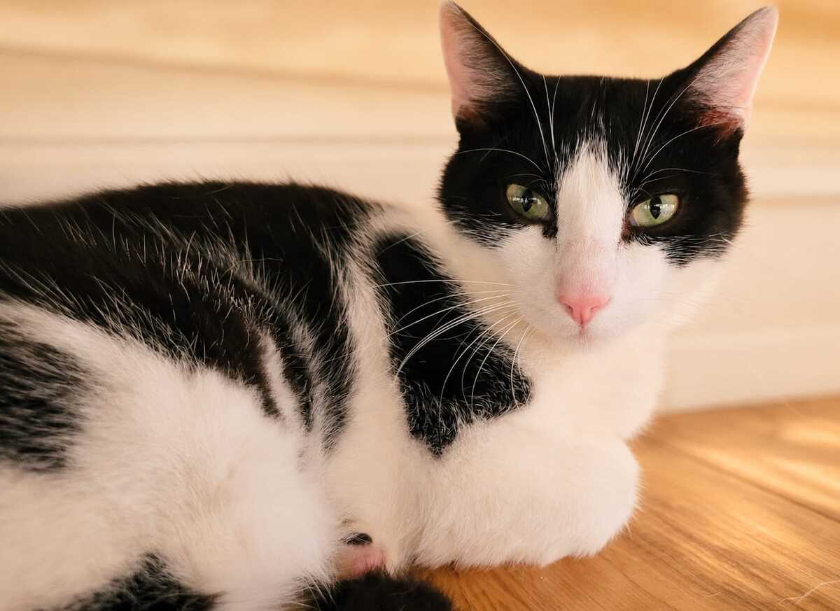 Adoption Loopy