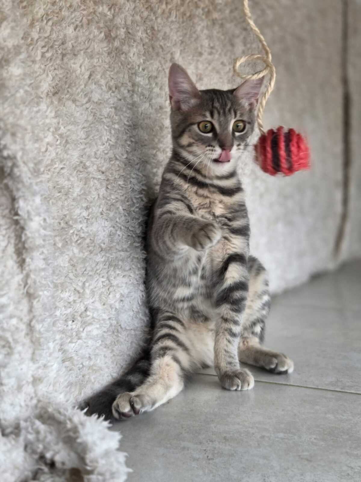 Adoption Ivar