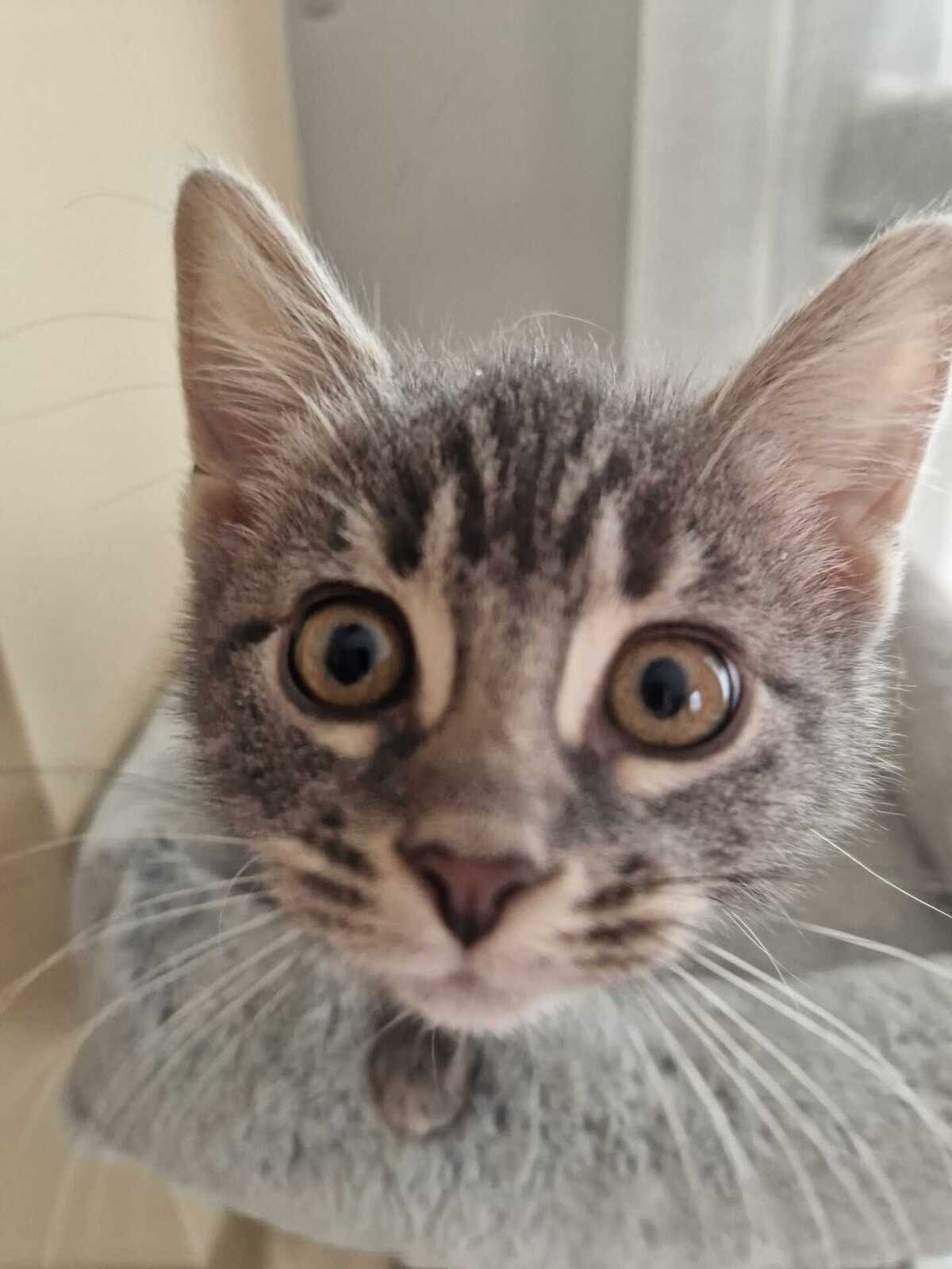 Adoption Chocominette