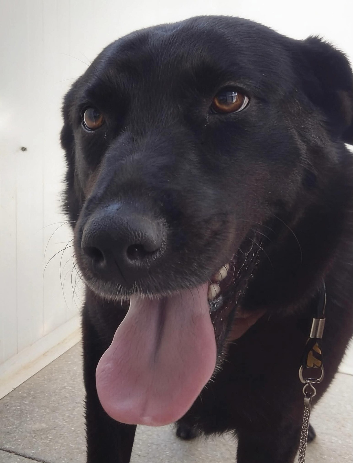 Adoption Zia