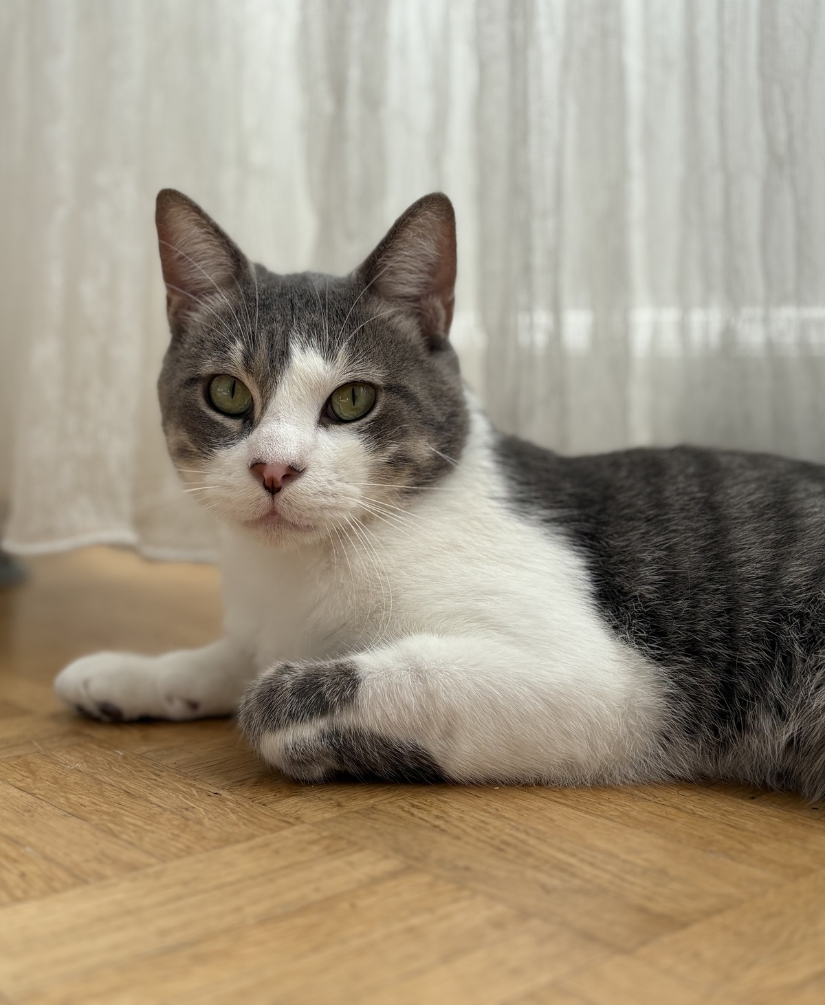 Adoption MIAOUSS