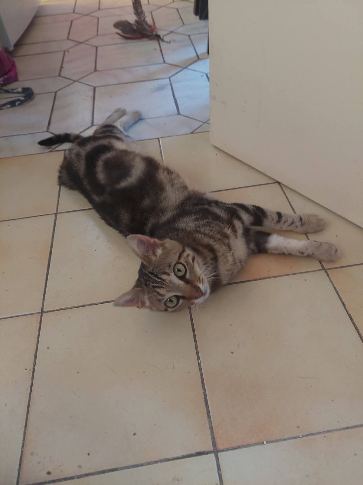 Adoption Catimini