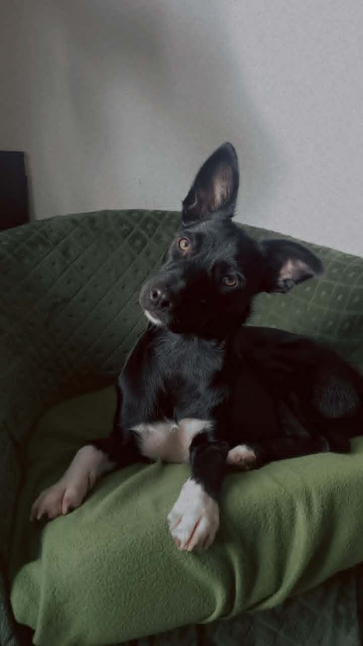 Adoption FREYA