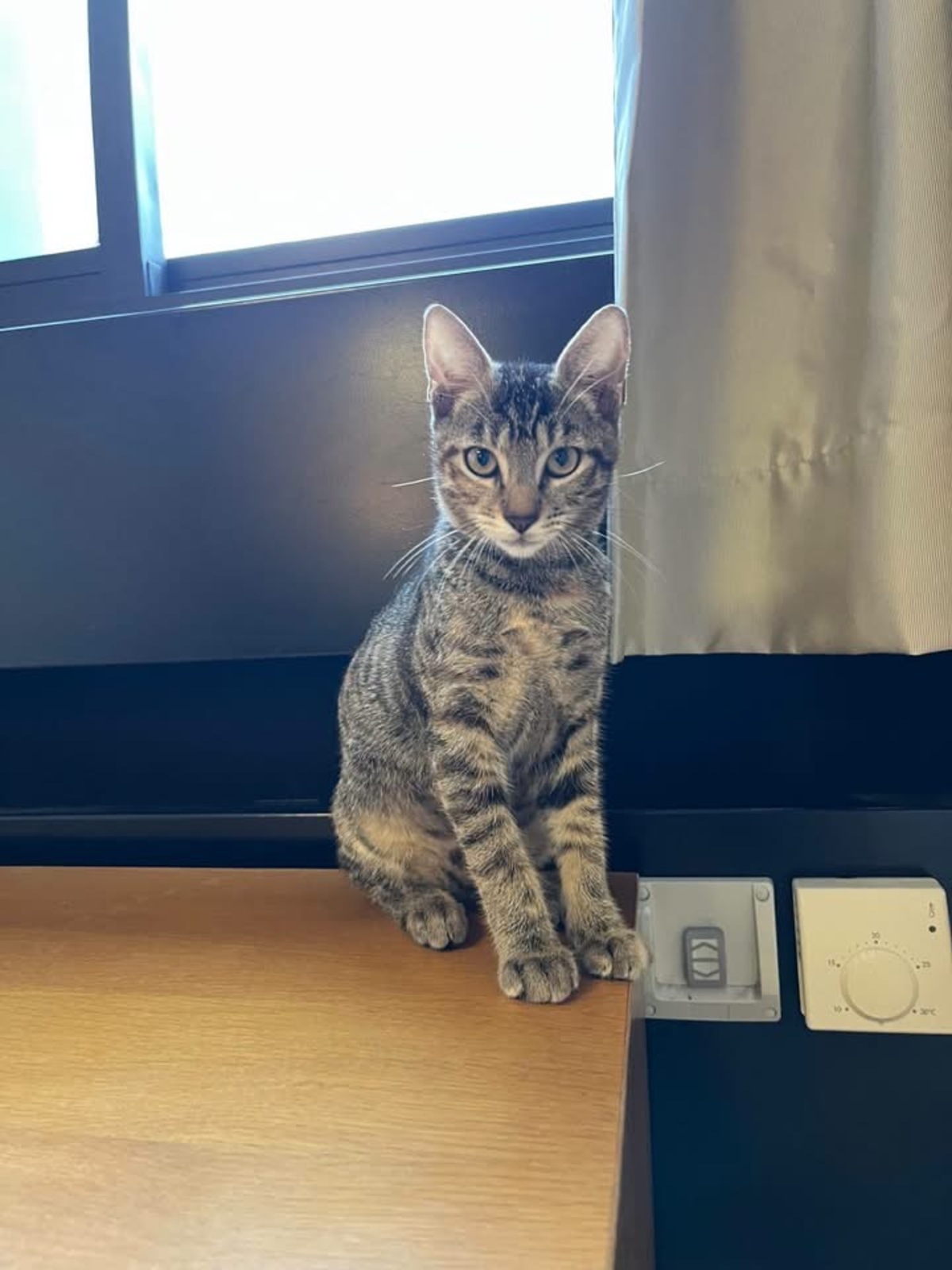 Adoption Mini Pantera