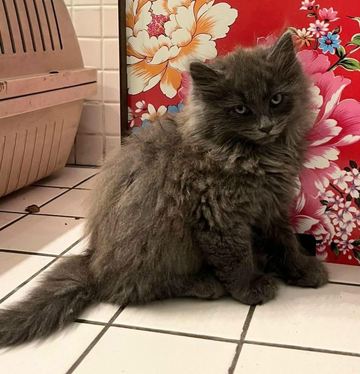 Adoption Nuage et Perlune Duo 