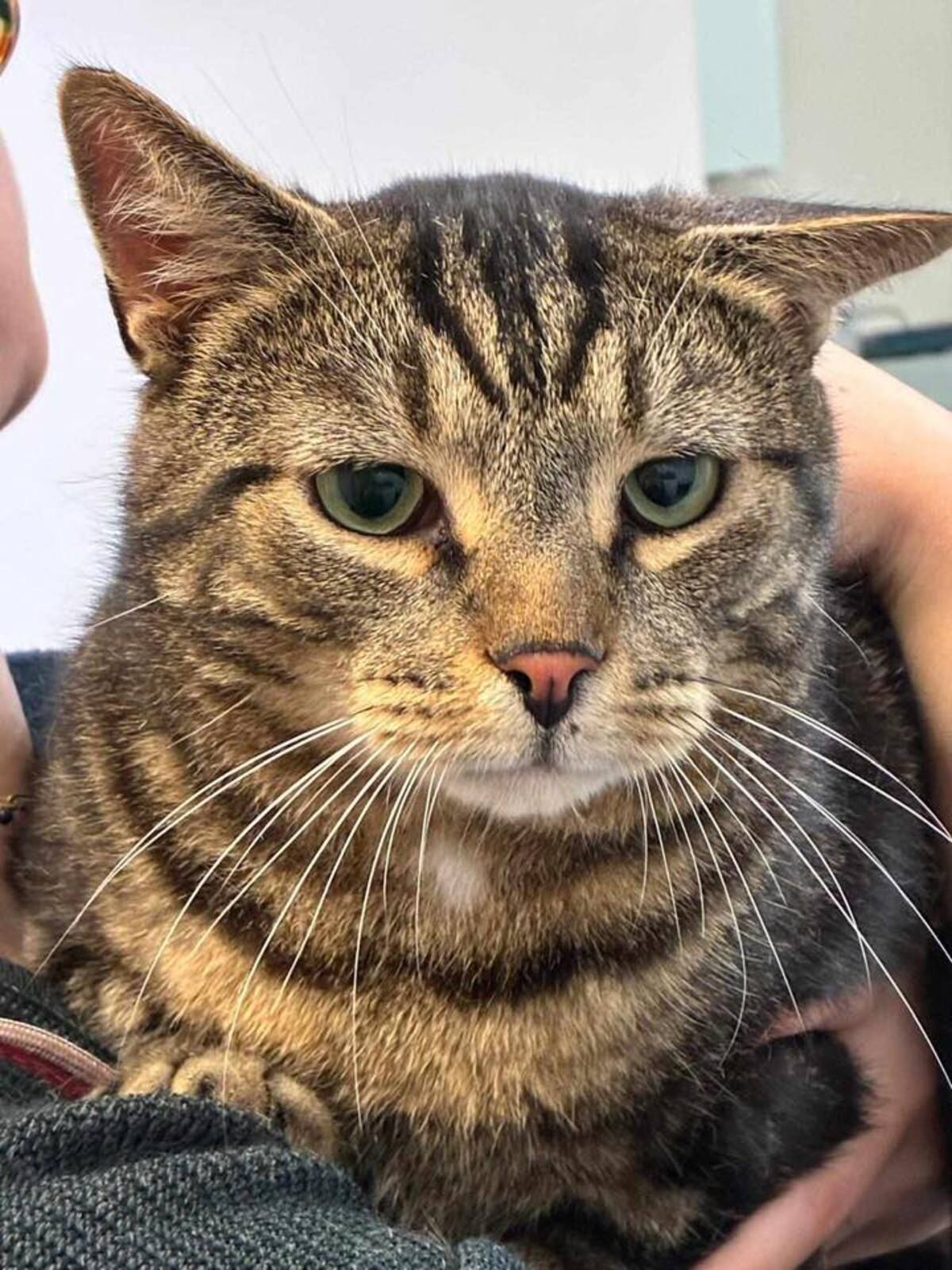 Adoption Einstein