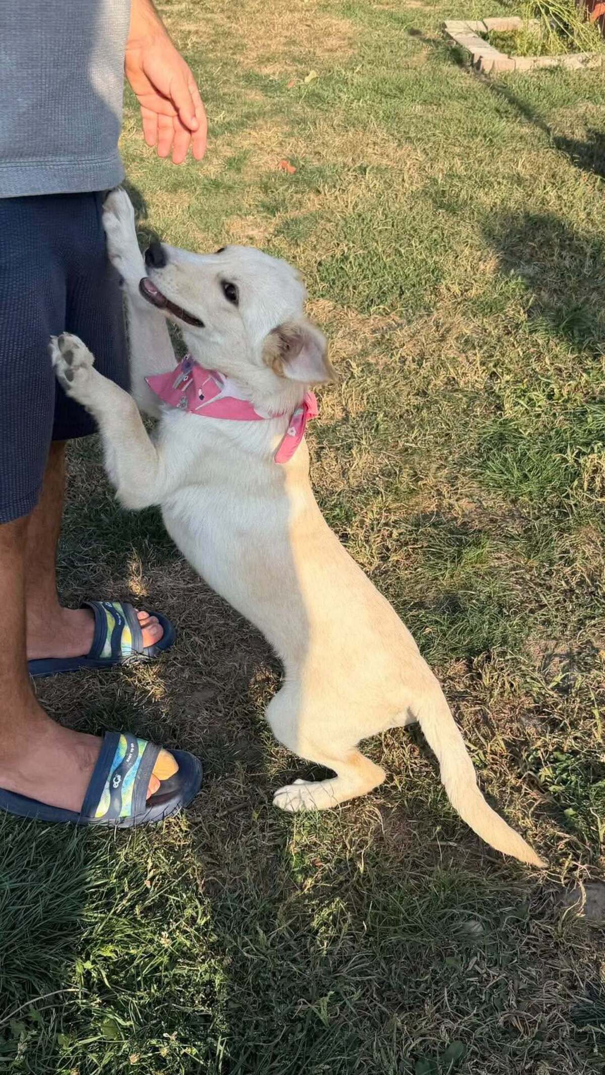 Adoption Isidore
