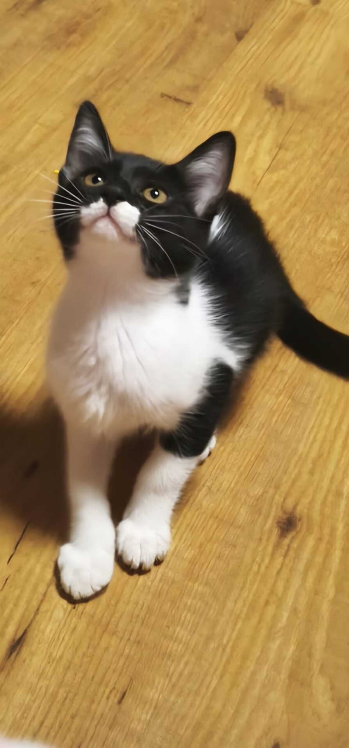 Adoption Gero