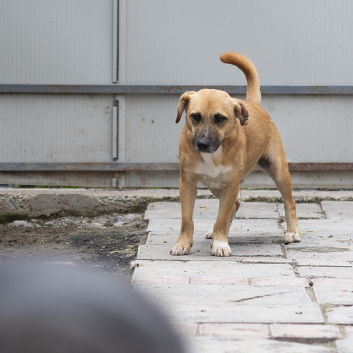 Adoption Zino