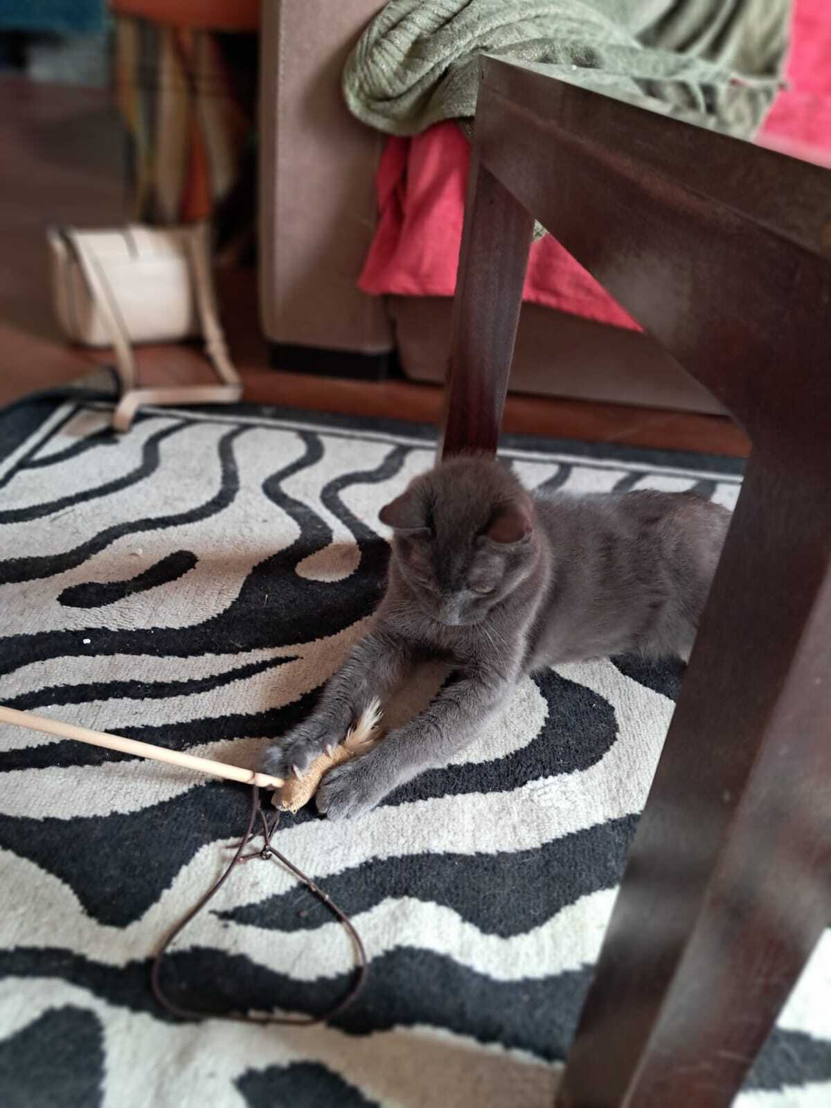 Adoption Grisou