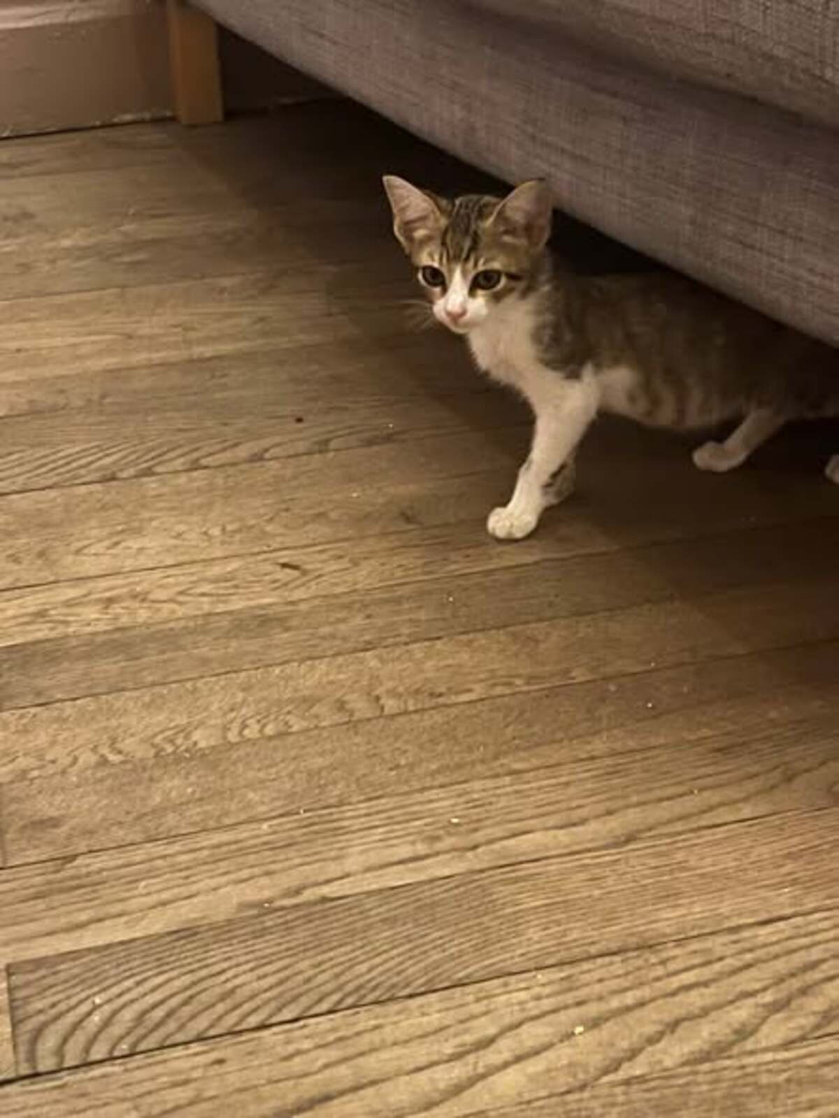 Adoption Dantès
