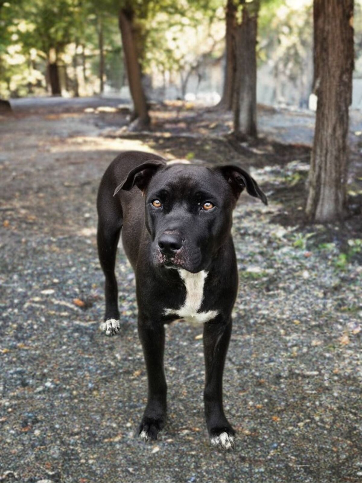 Adoption Saphira