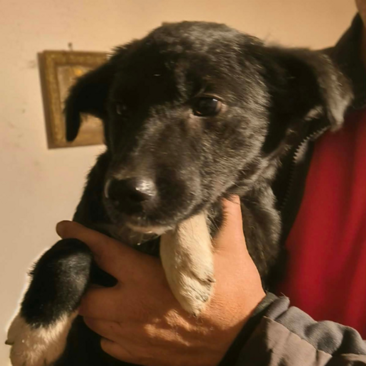 Adoption Nigra