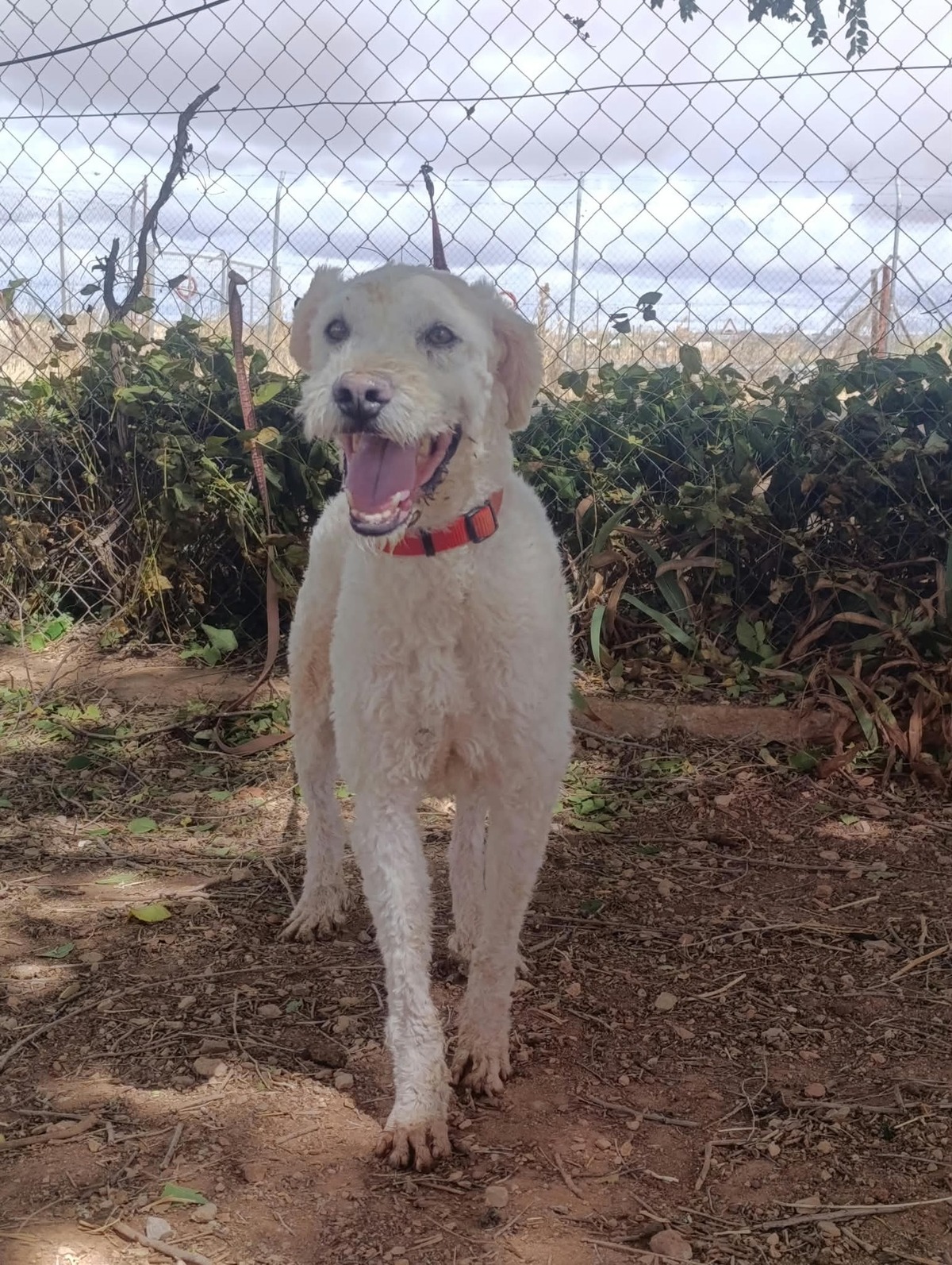 Adoption Toby