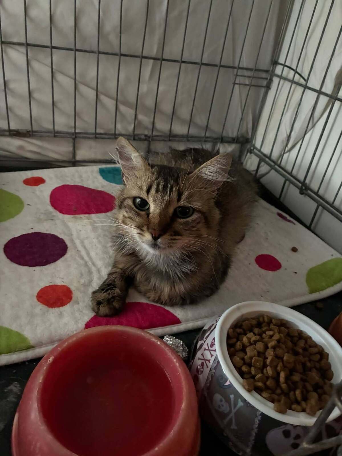 Adoption Naïs