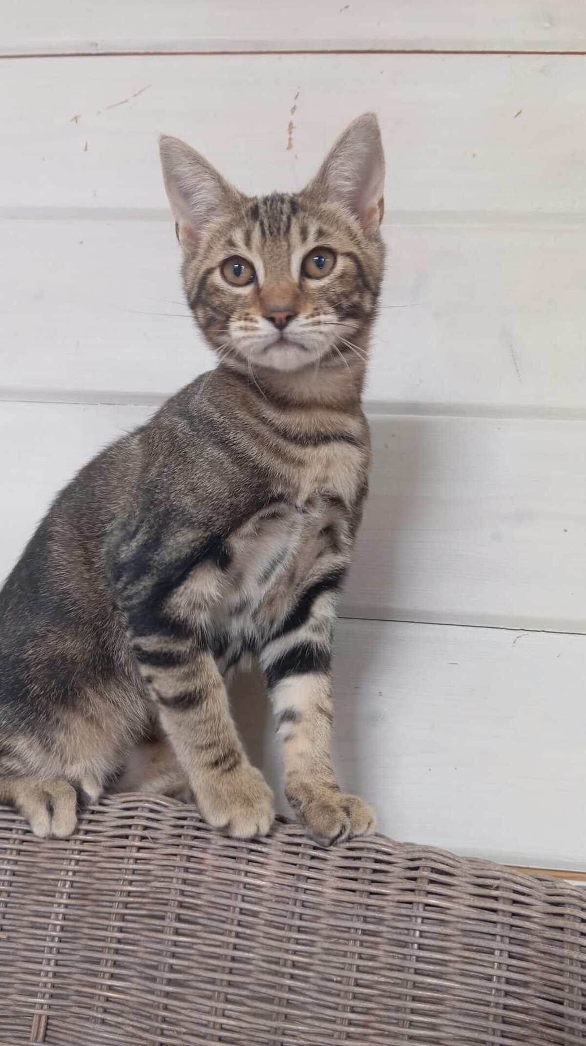 Adoption SMOOTHIE