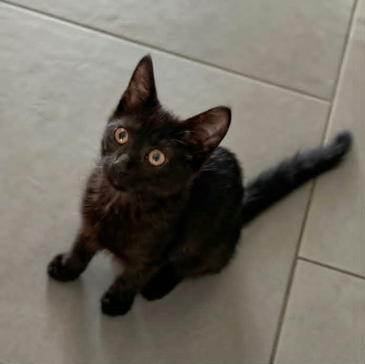 Adoption BLACKY