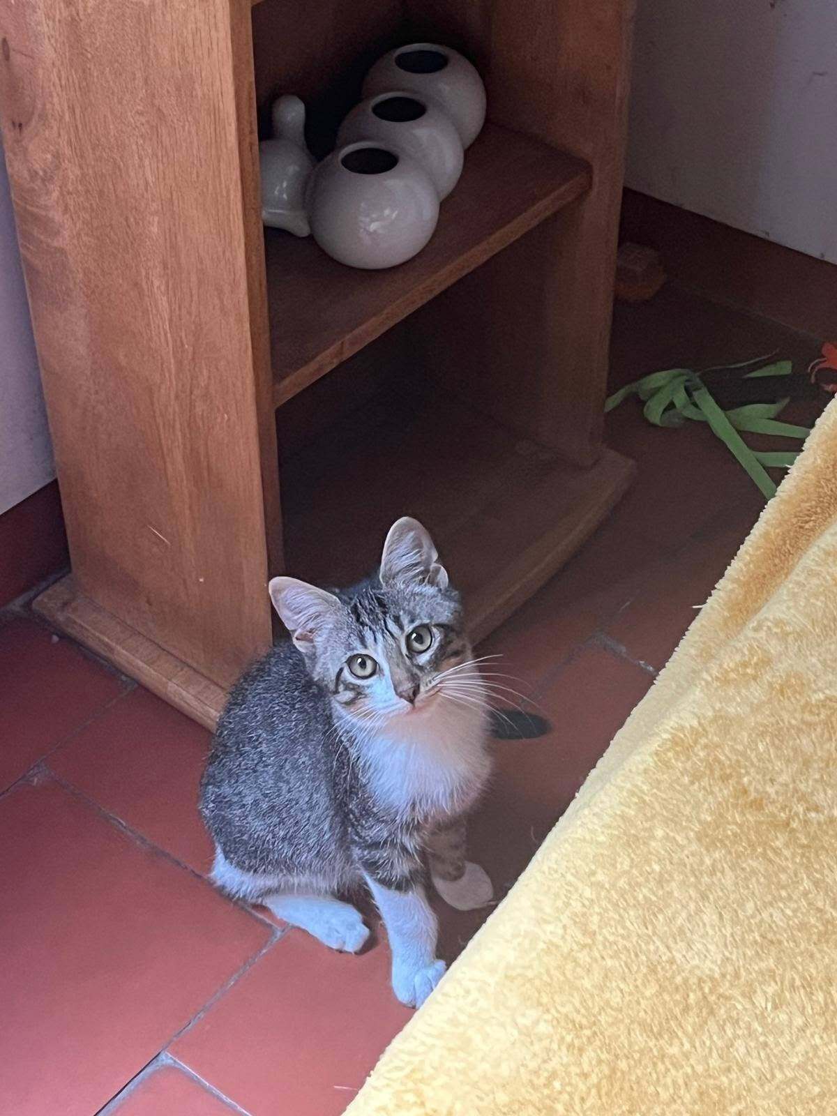 Adoption Bordeaux 