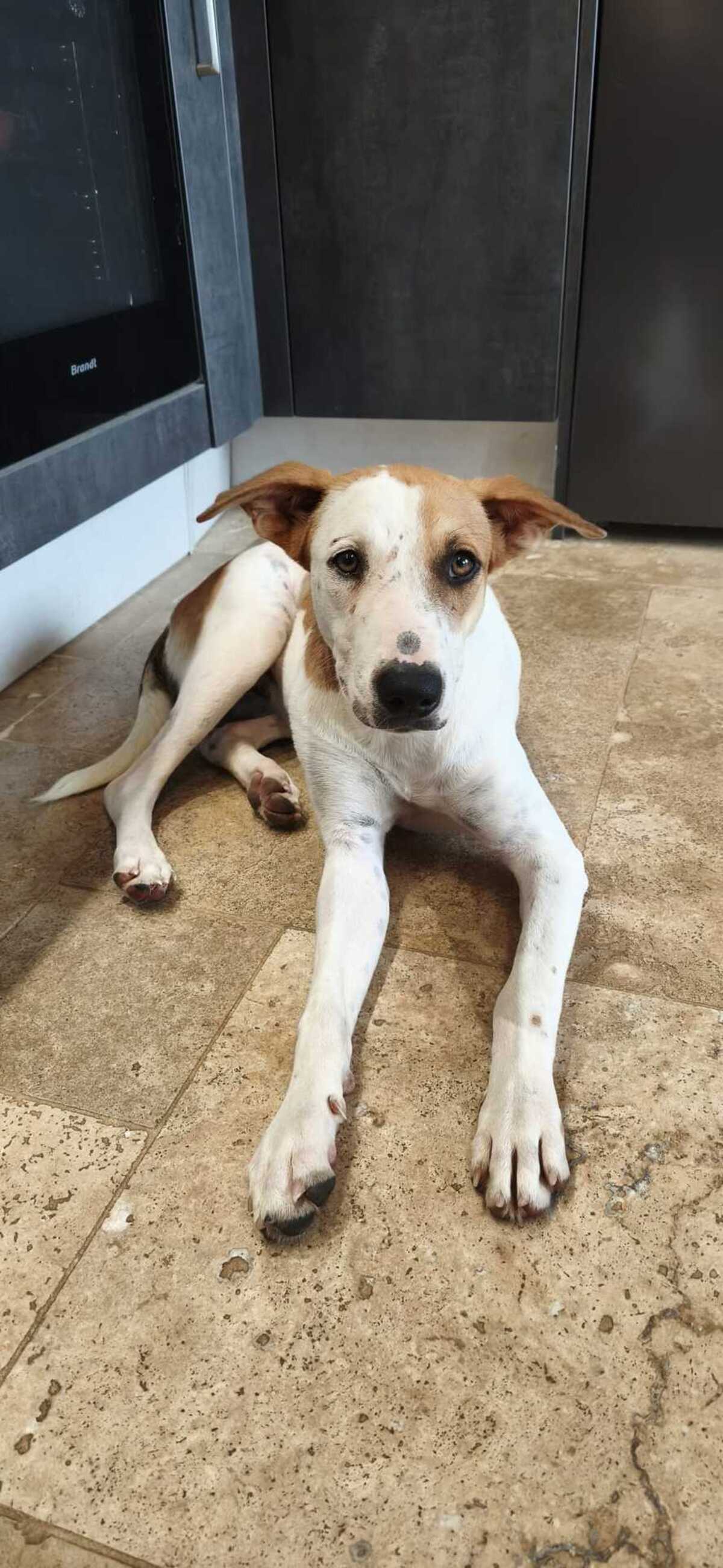Adoption Savea