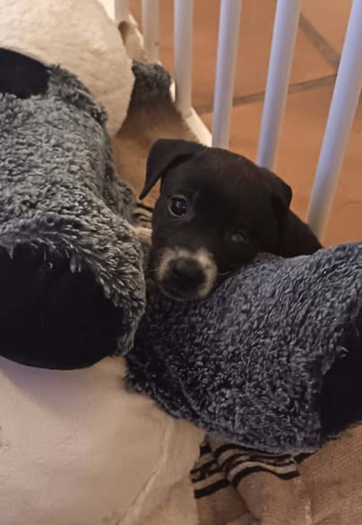 Adoption Nova