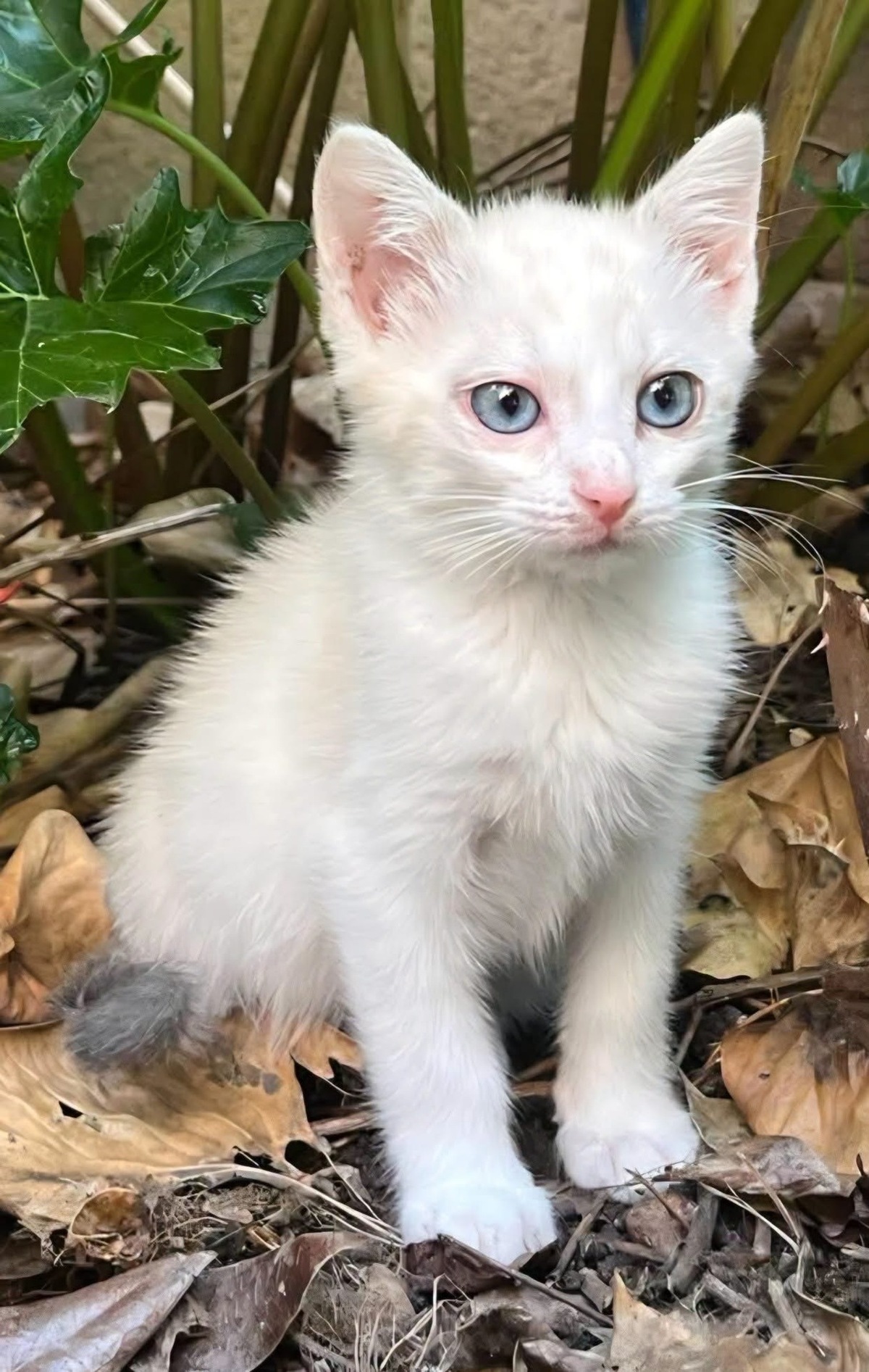 Adoption Éclair et Yéti Duo 