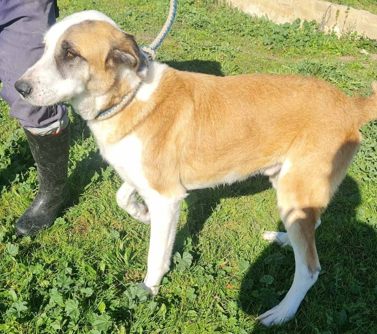 Adoption Samson urgence