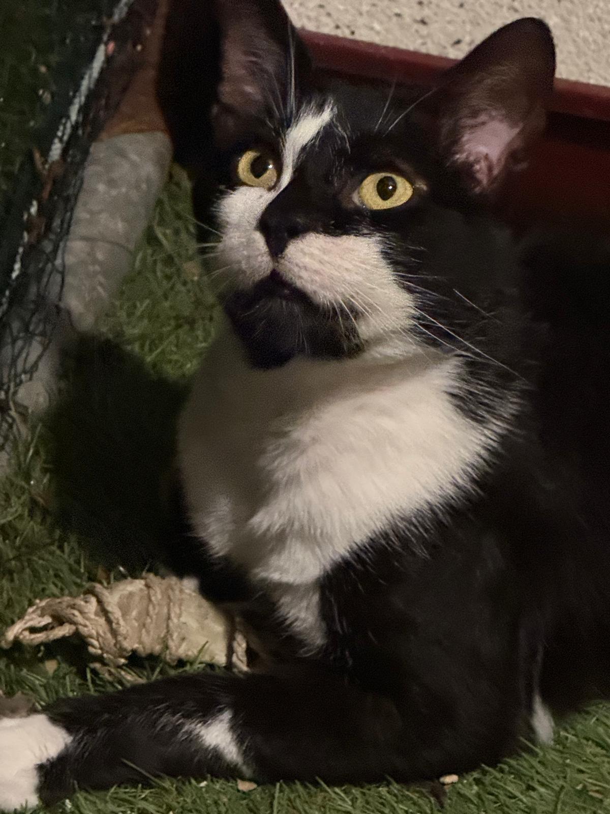 Adoption Bouty