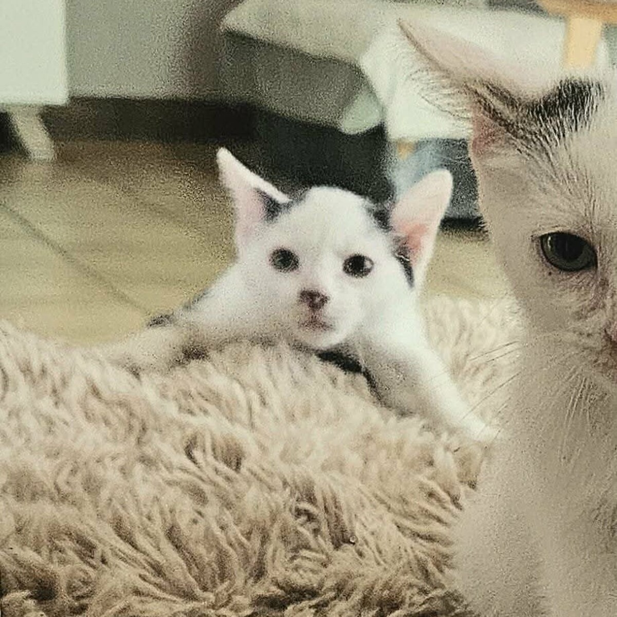 Adoption BLINYS