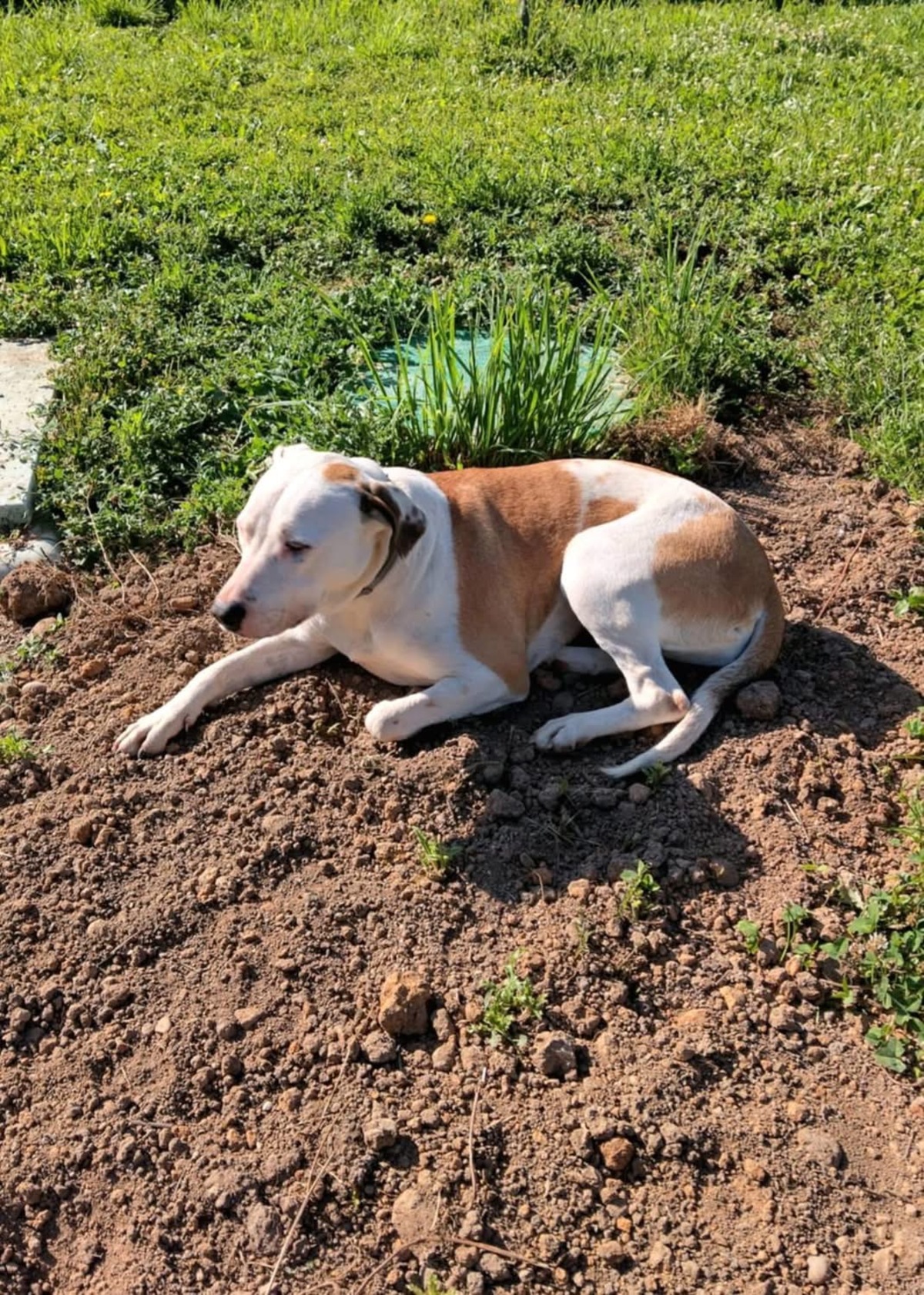 Adoption Romy