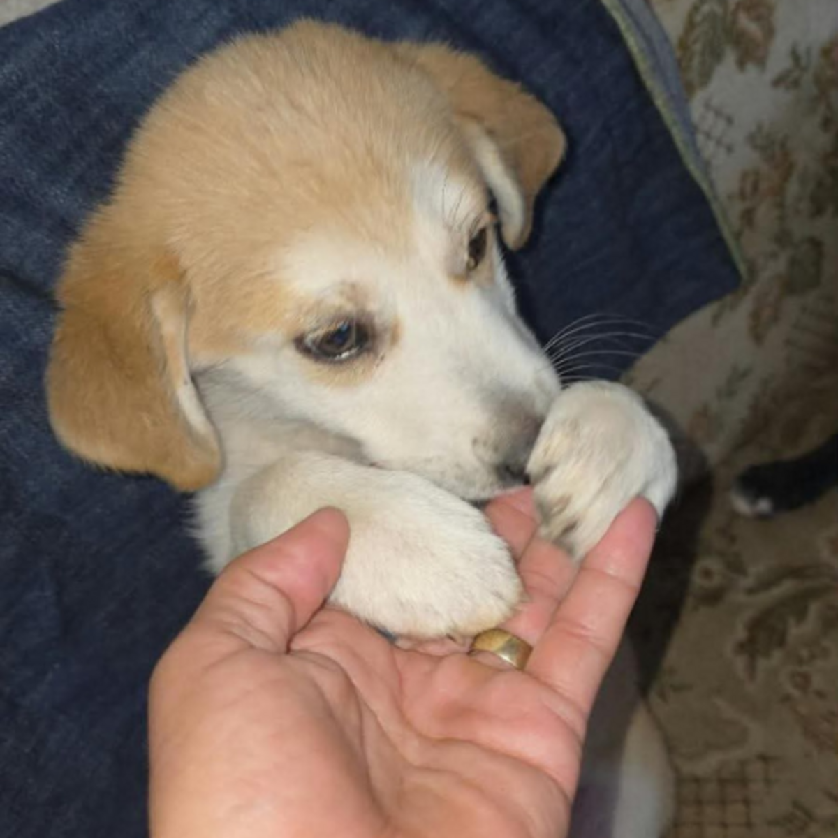 Adoption Scarlett