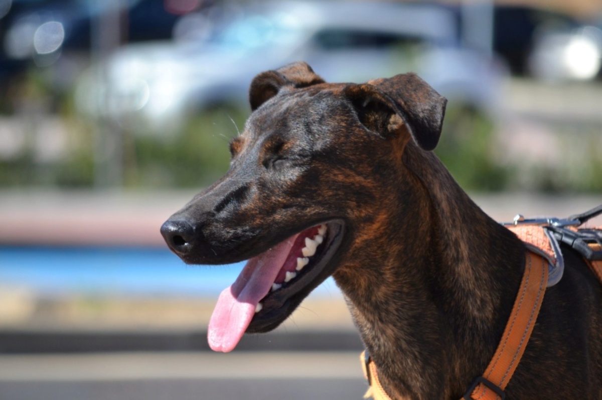 Adoption Sardina