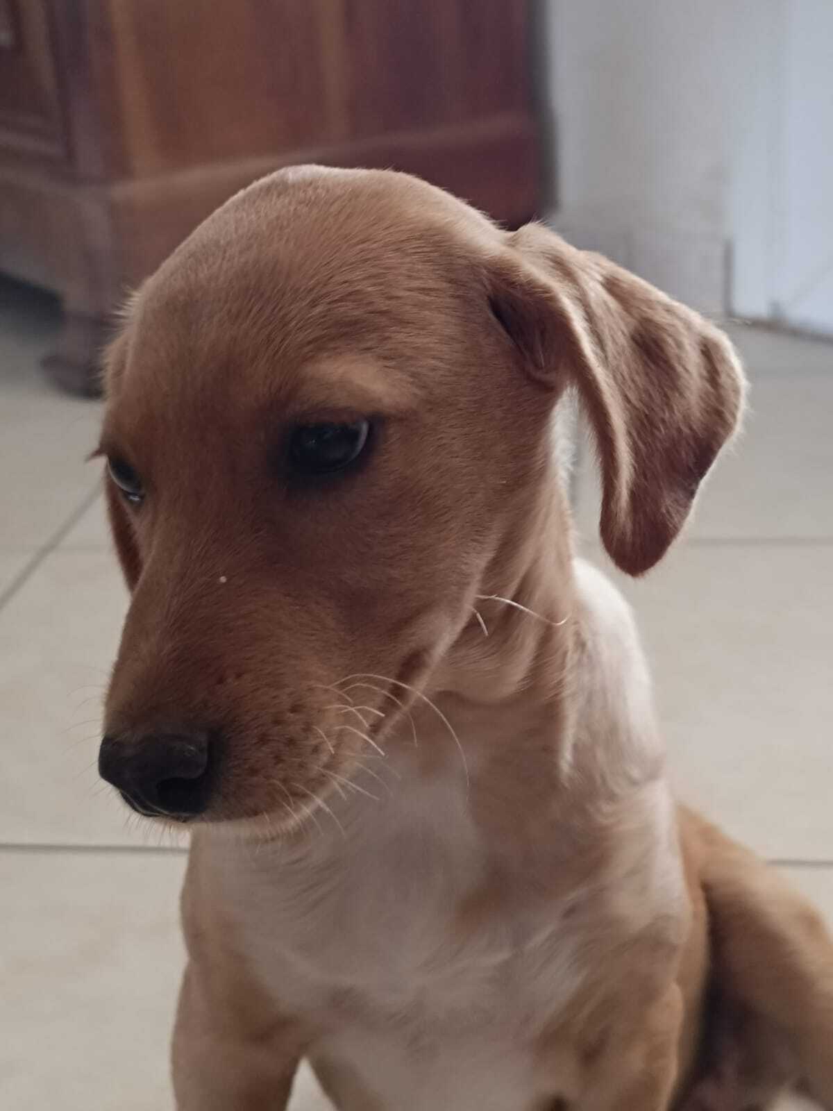 Adoption Frisquette
