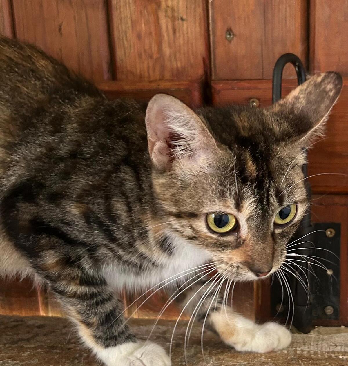 Adoption Lilith