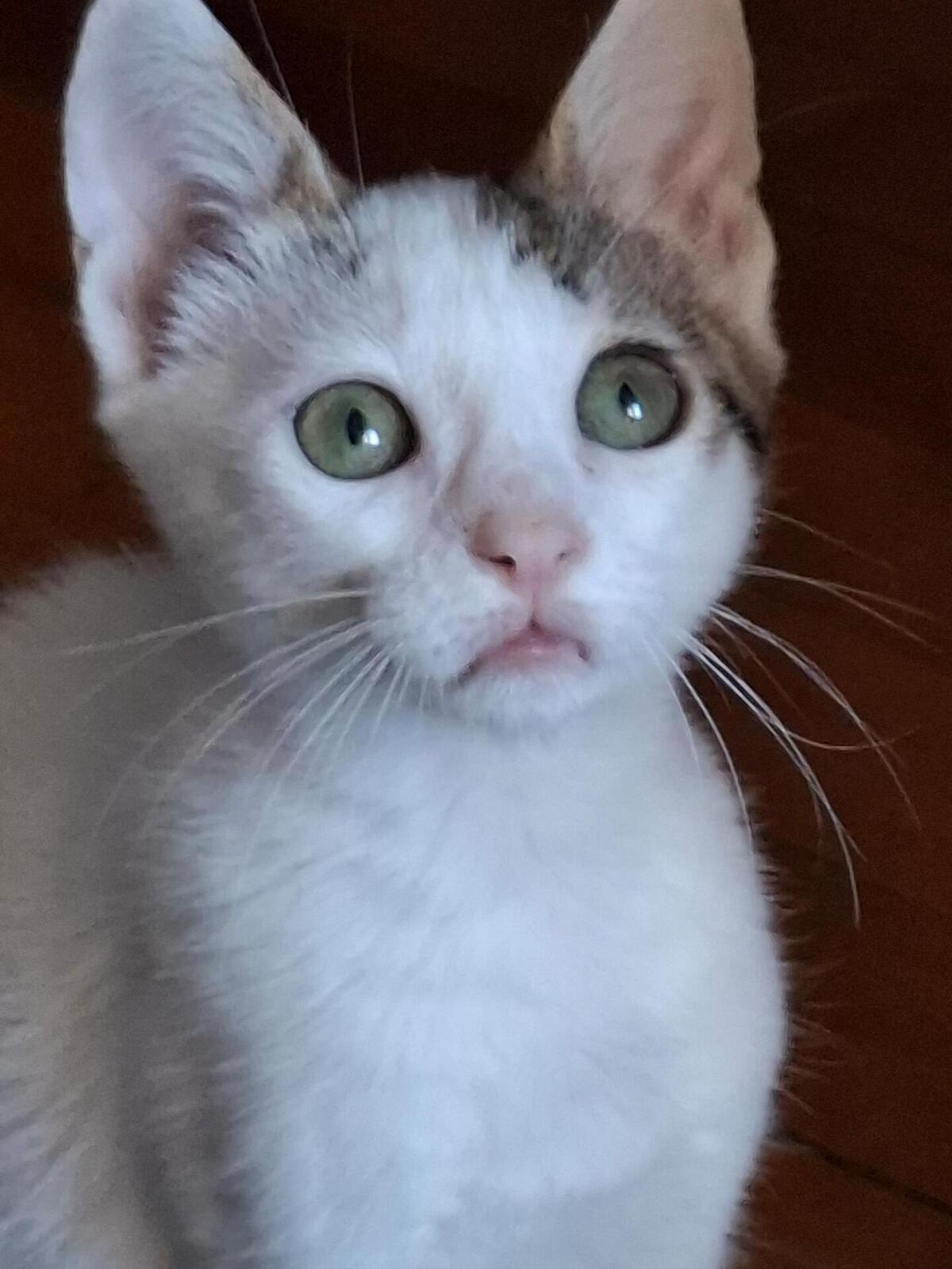 Adoption Timon