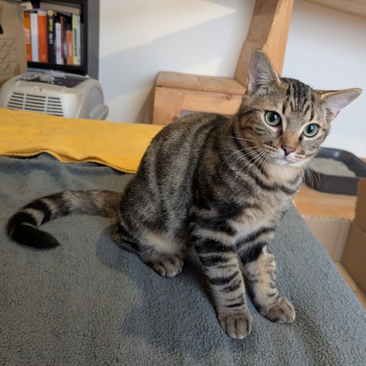 Adoption Naoned