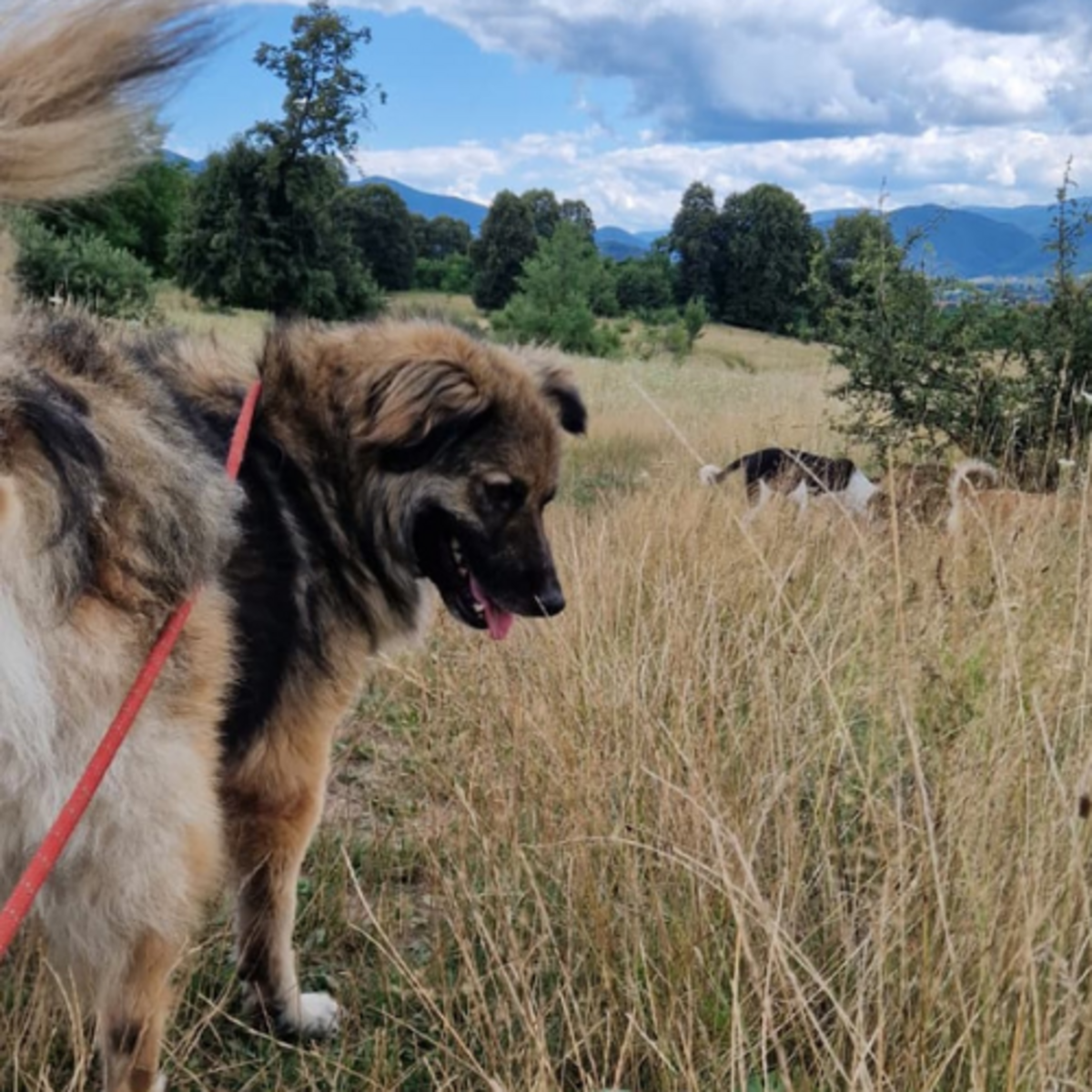 Adoption SULLEY