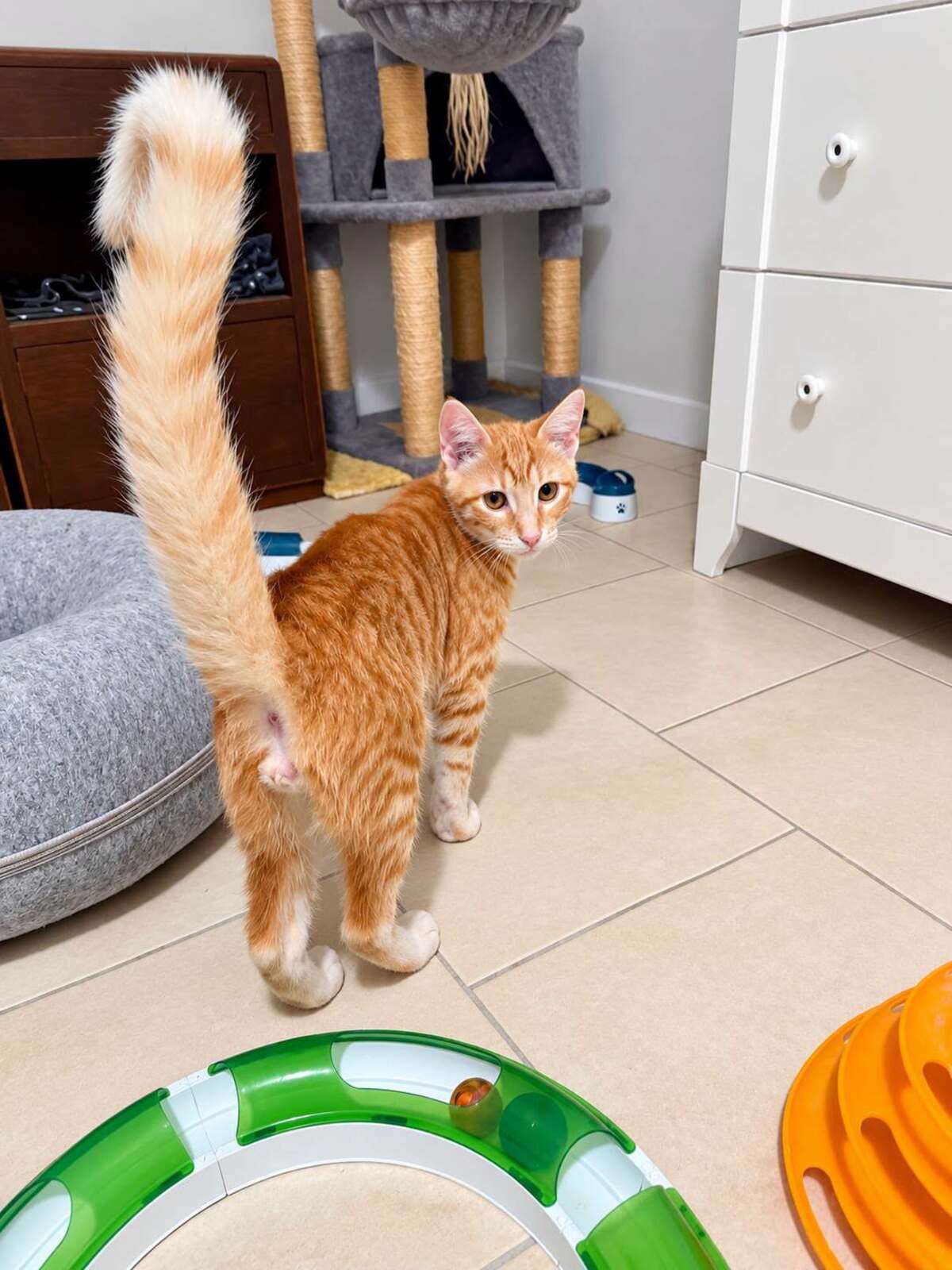 Adoption Theodore et Archibald