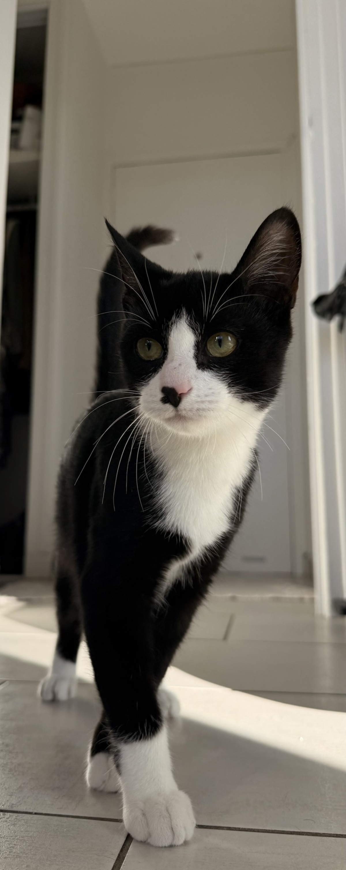 Adoption Loki