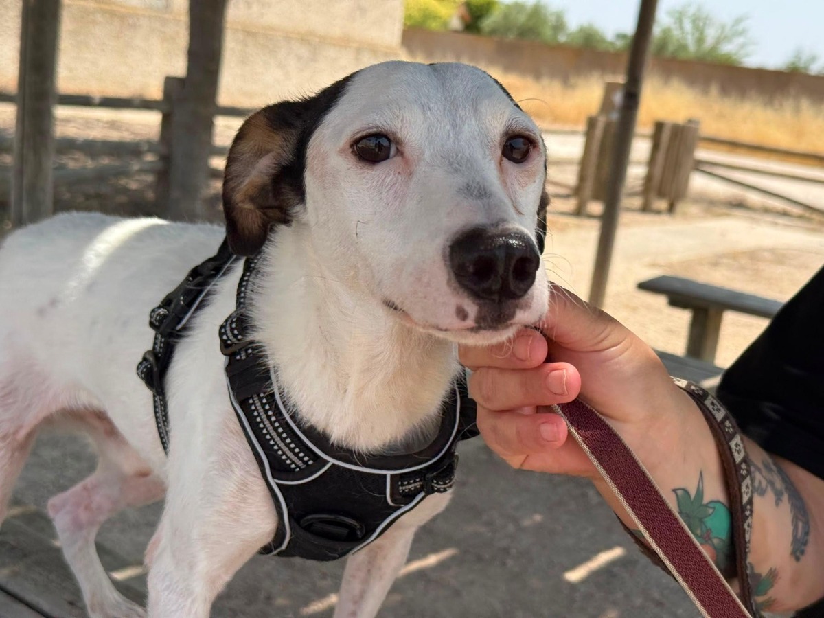 Adoption Pipo