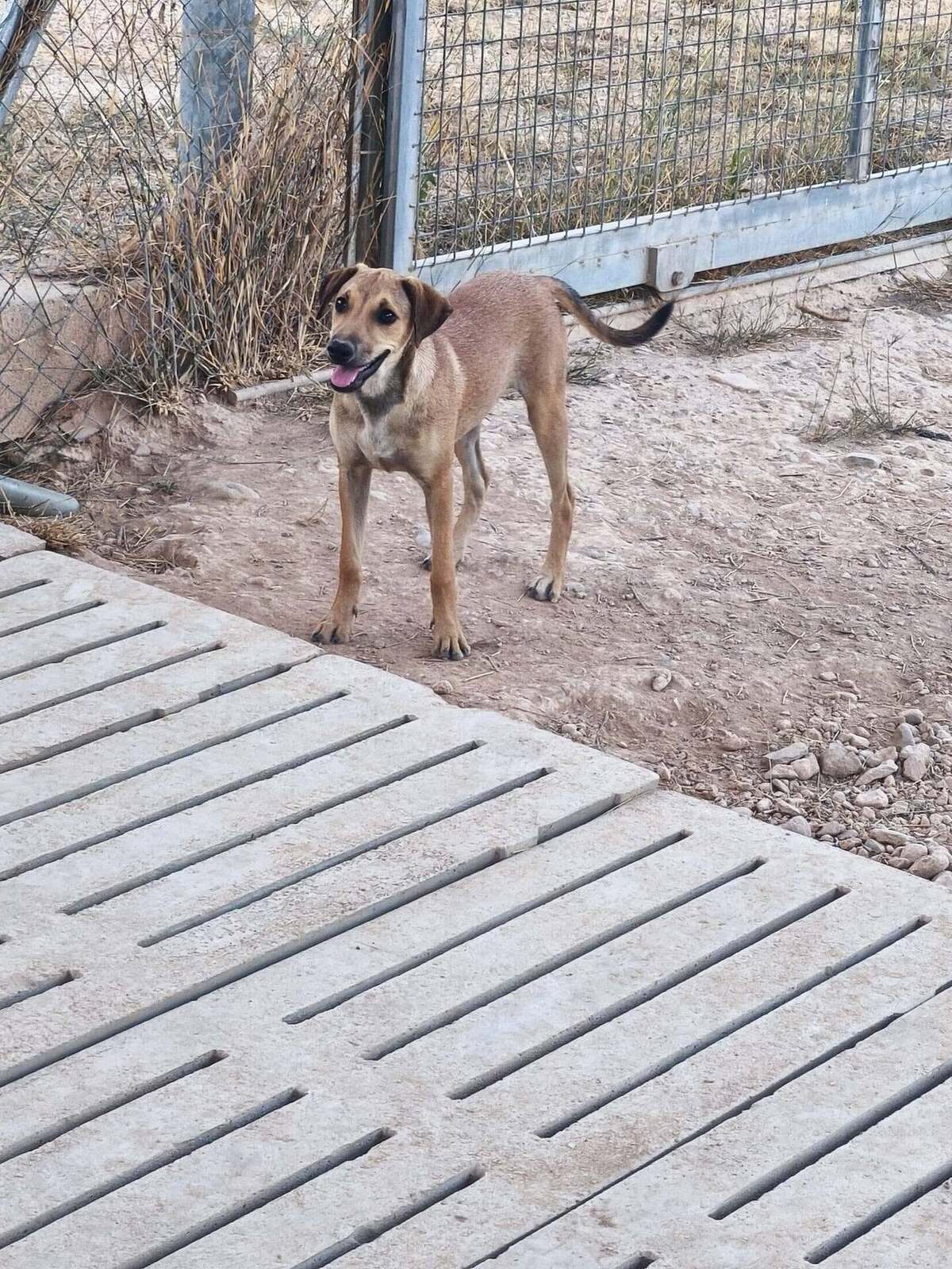 Adoption Vainilla
