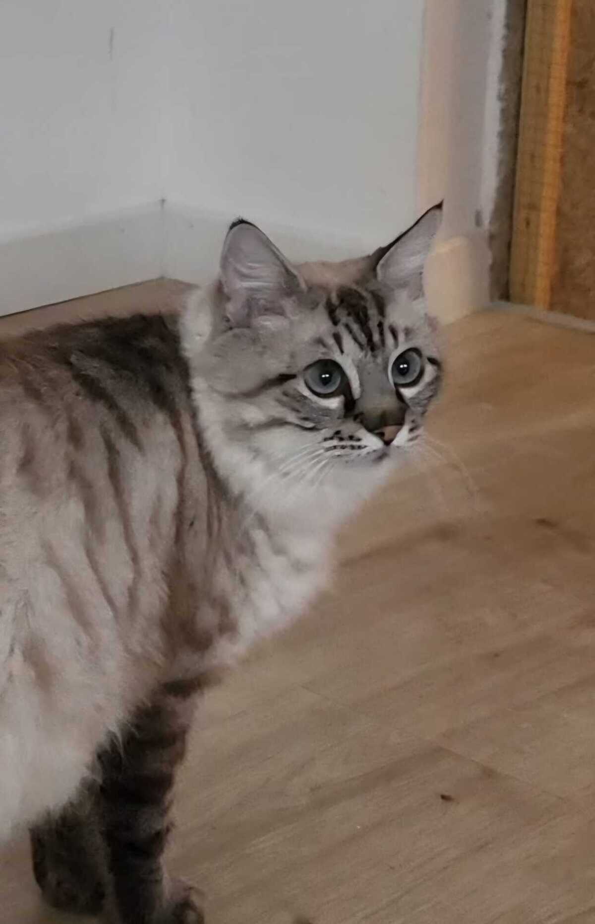 Adoption Milouche