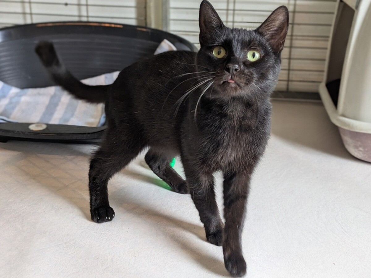 Adoption Brio
