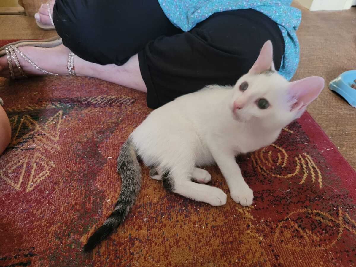 Adoption BIRDIE 