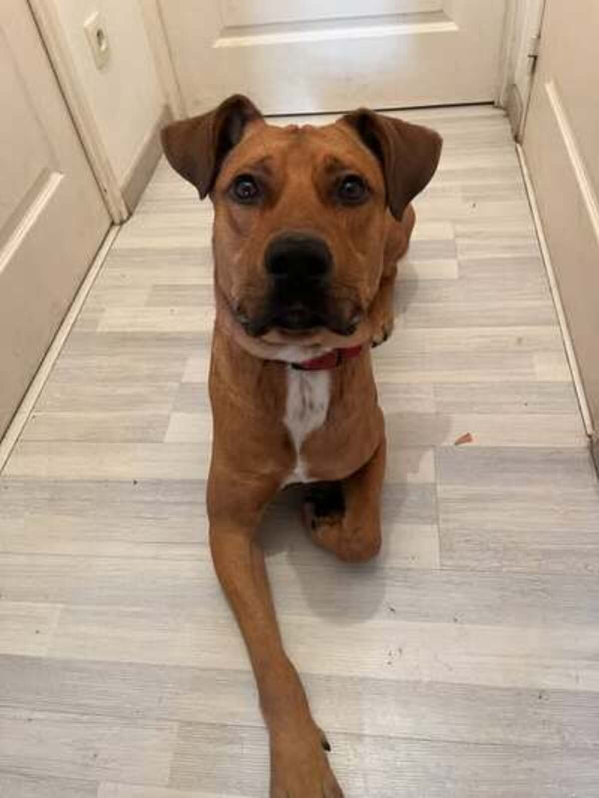 Adoption Scoobydoo
