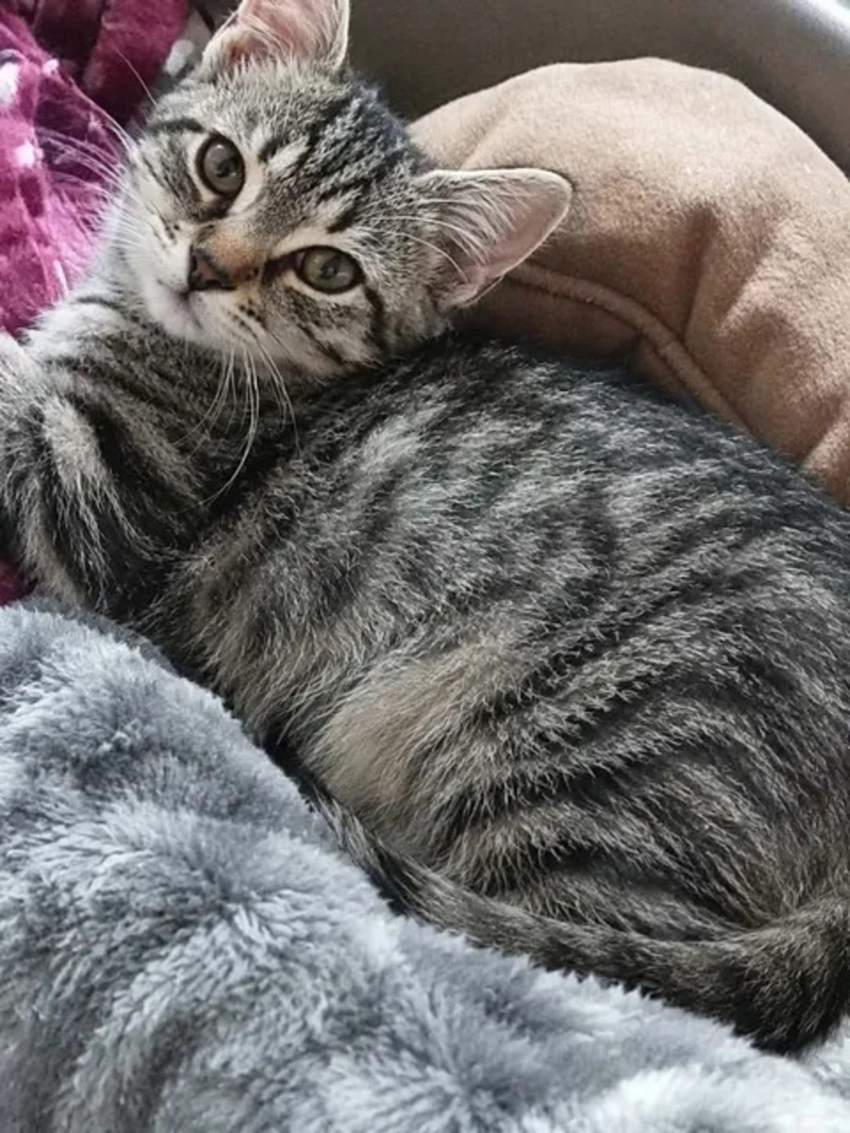 Adoption Scoubidou