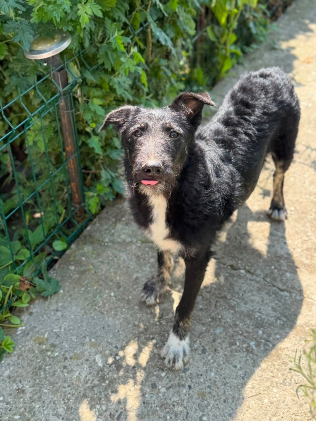 Adoption GRIBOUILLE
